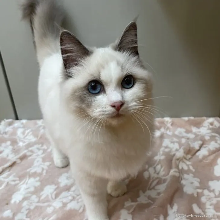 ID:2307-00761の子猫