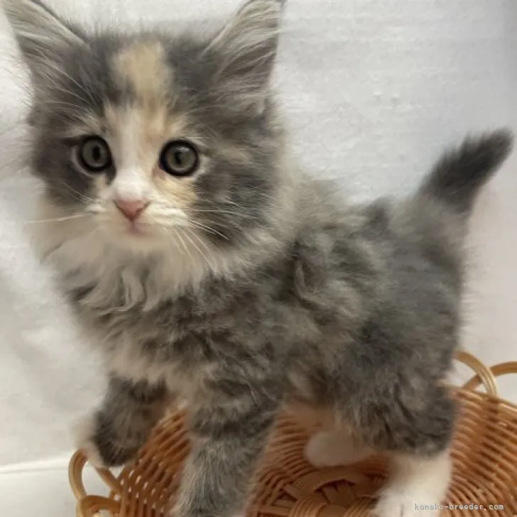 ID:2310-01835の子猫
