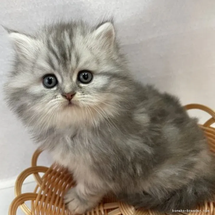 ID:2311-02813の子猫