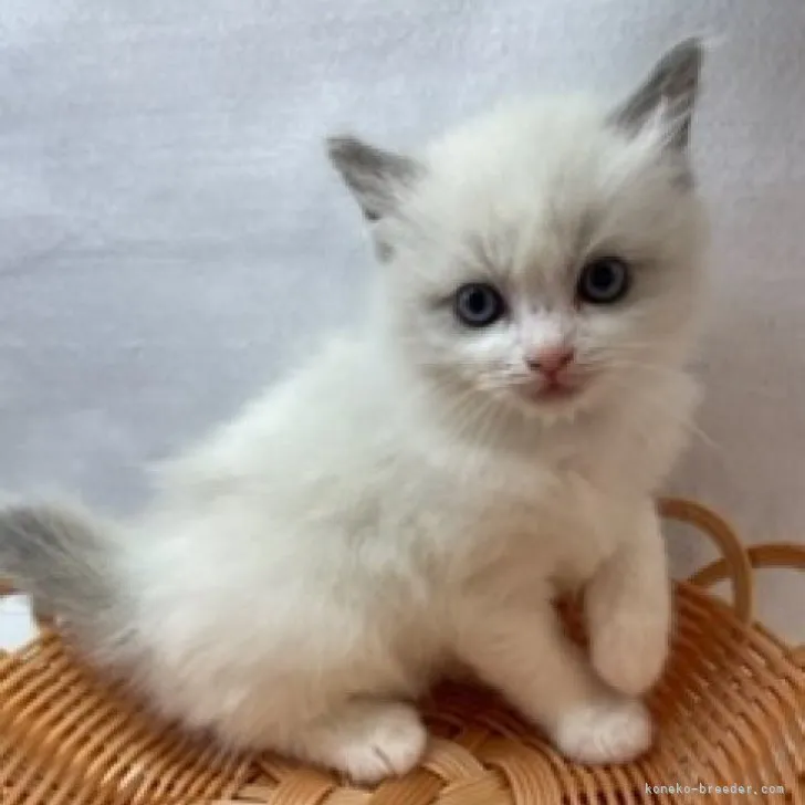 ID:2305-03738の子猫