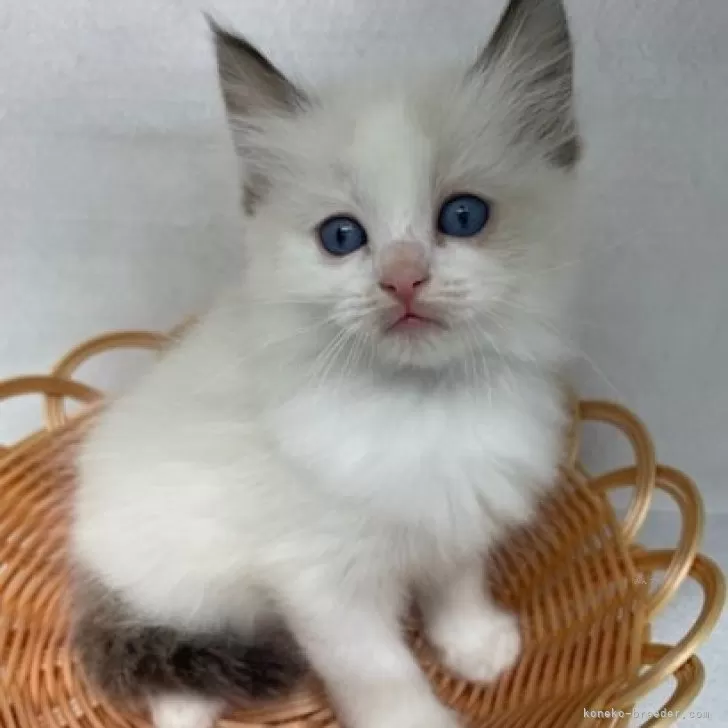 ID:2410-01341の子猫