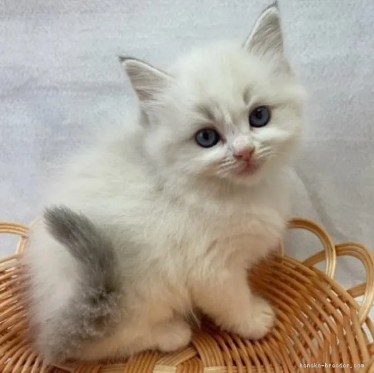 ID:2309-01758の子猫