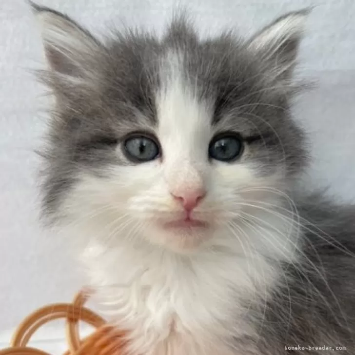 雪兎 様のお迎えした子猫