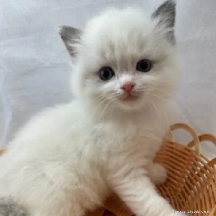 ID:2305-02653の子猫