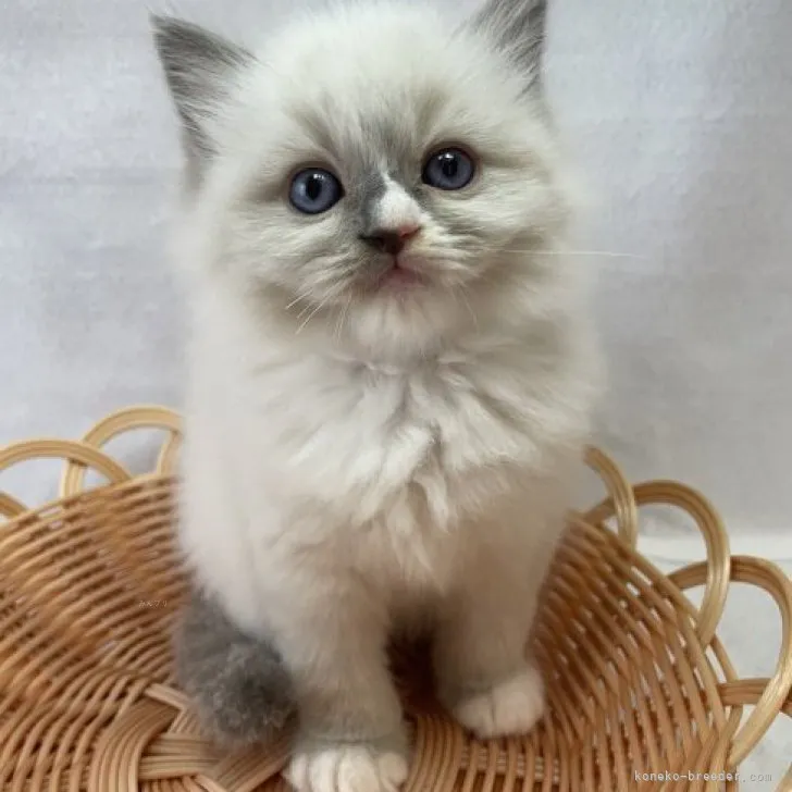 ID:2309-01757の子猫