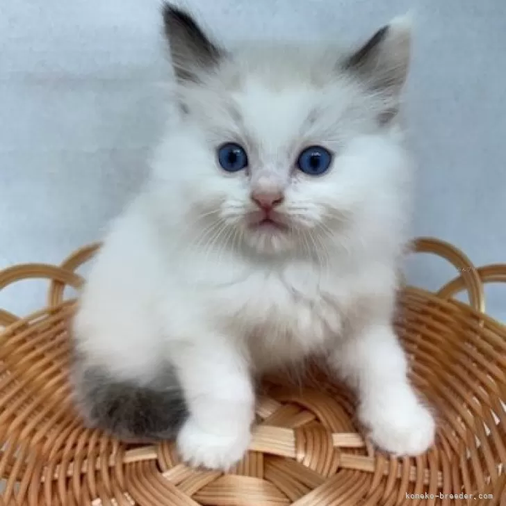 ID:2410-01338の子猫