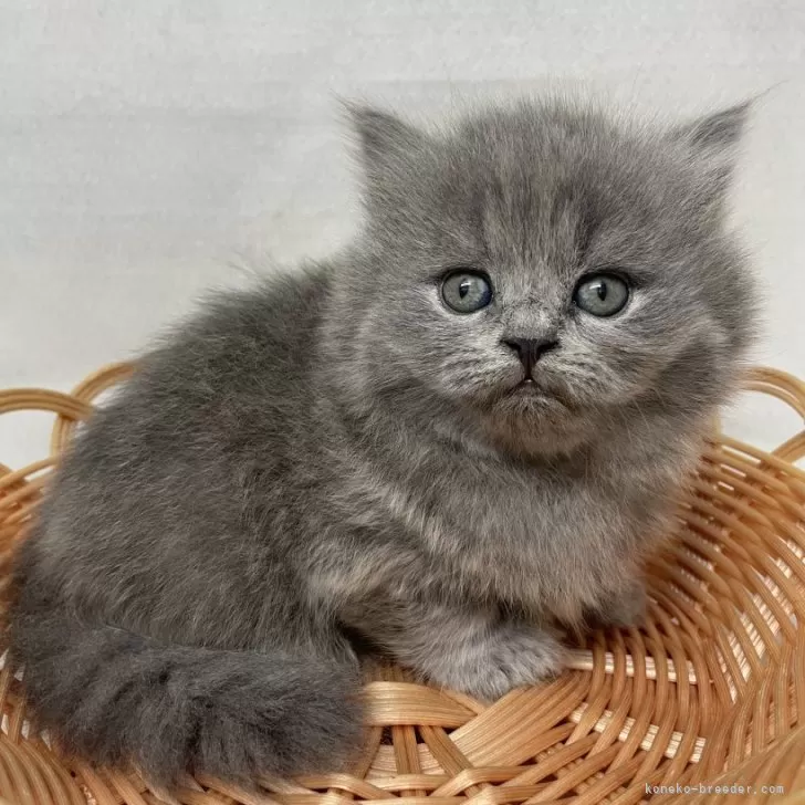 ID:2409-01386の子猫