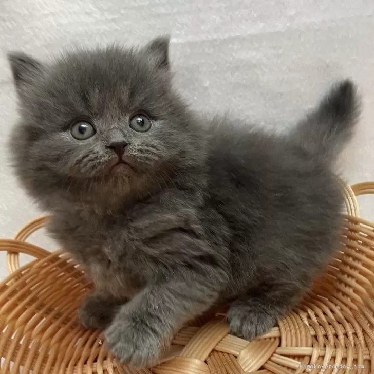 ID:2404-00410の子猫