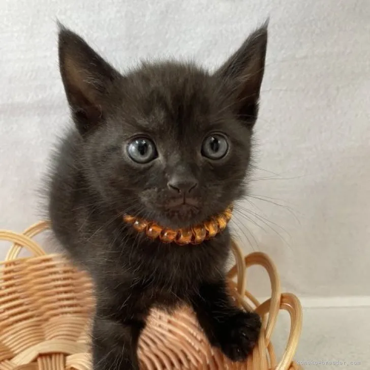 ID:2308-01001の子猫