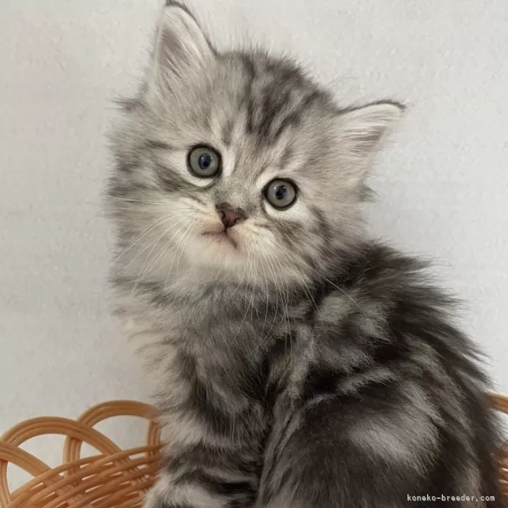 ID:2410-02629の子猫