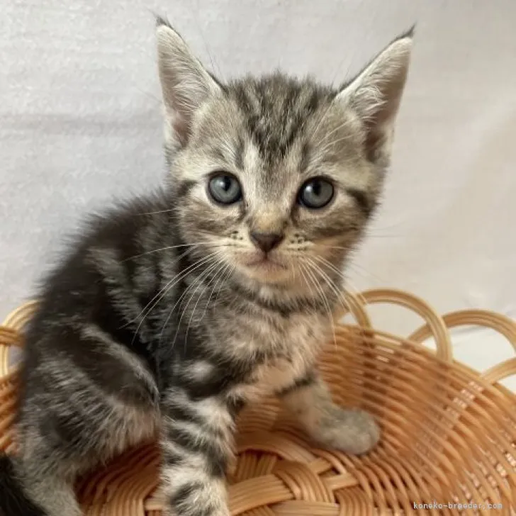 ID:2308-01002の子猫