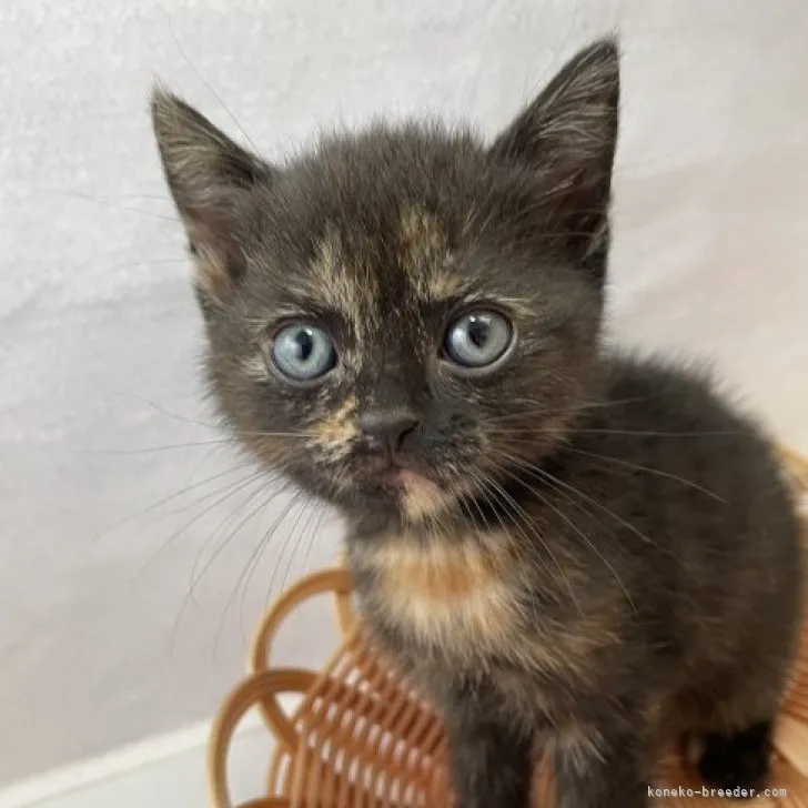 ID:2308-01006の子猫