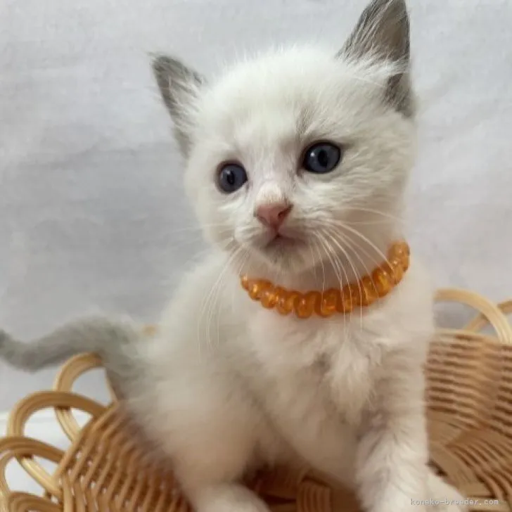ID:2308-01012の子猫