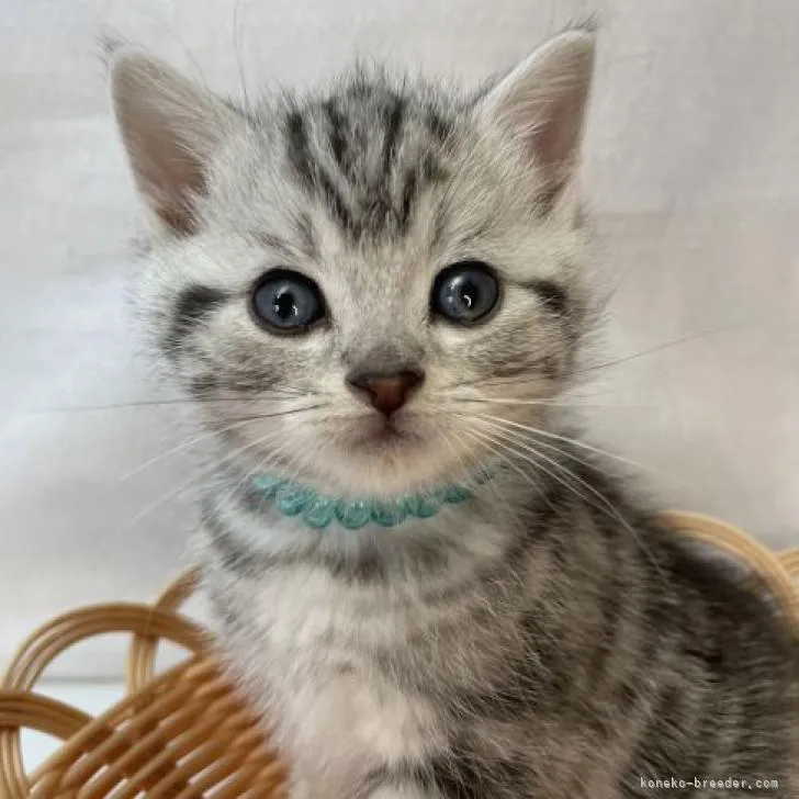 ID:2301-02158の子猫