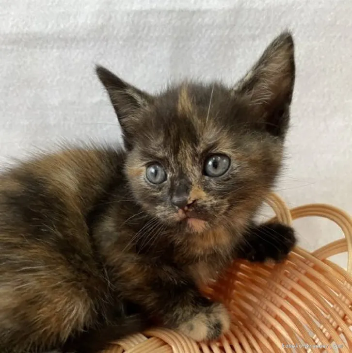 ID:2308-01004の子猫