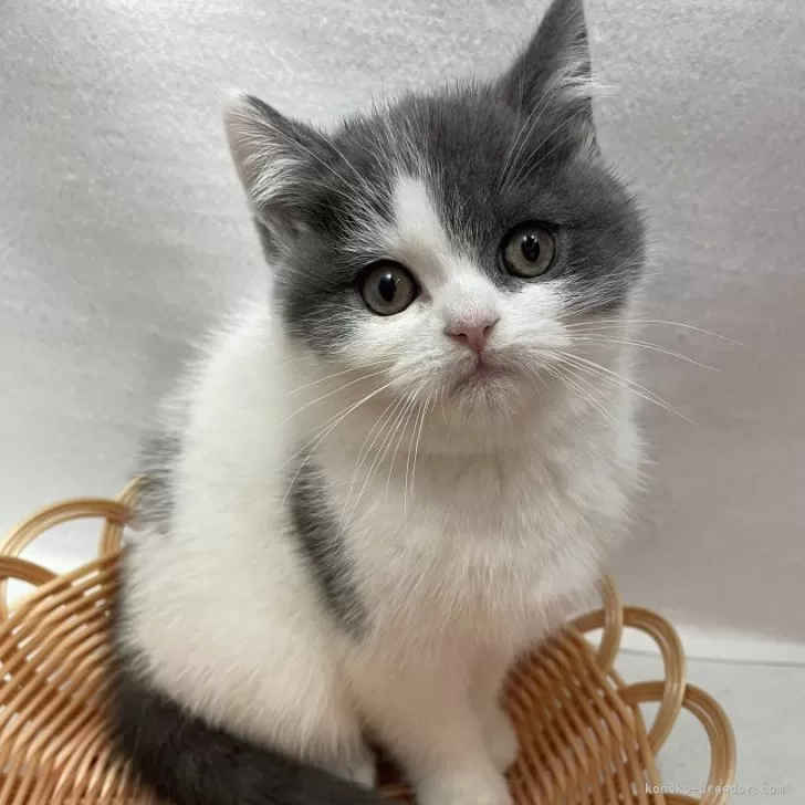 ID:2411-02887の子猫