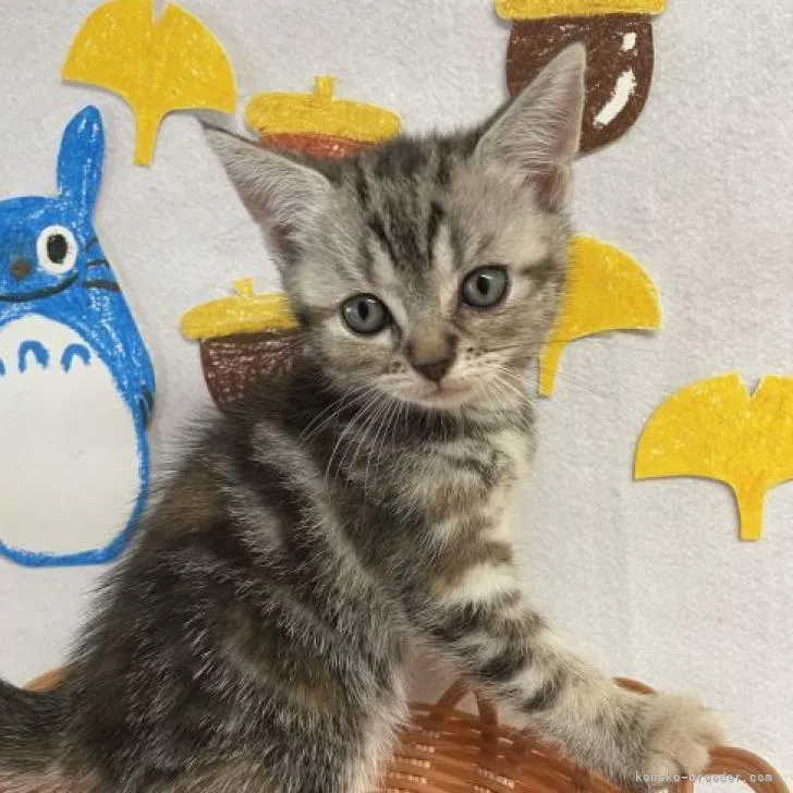 ID:2209-01200の子猫