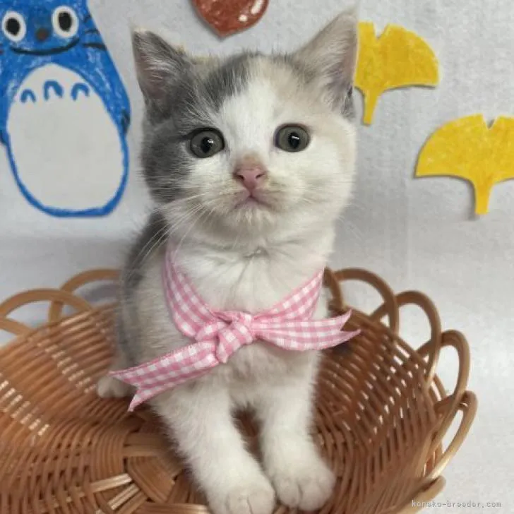 ID:2209-01732の子猫