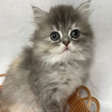 サイベリアン【岡山県・女の子・2024年5月6日・ブルーパッチドタビー】の写真「７/２１まで受付中」