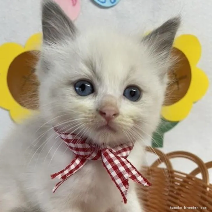 ID:2208-01701の子猫