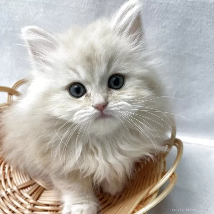 ID:2504-01621の子猫