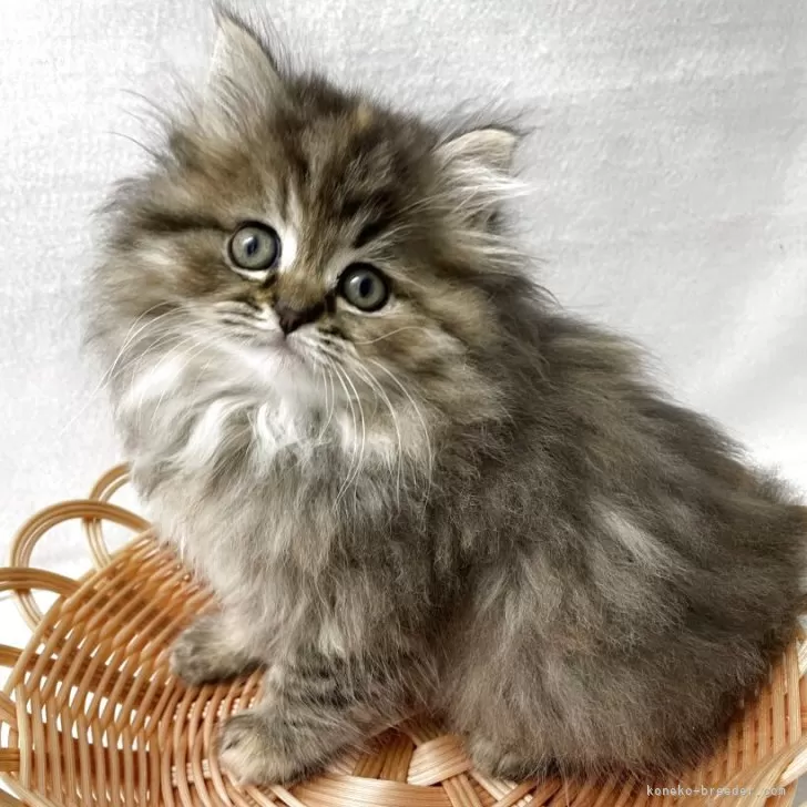 ID:2504-01620の子猫