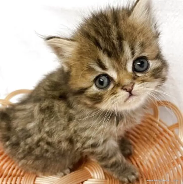 ID:2504-02479の子猫