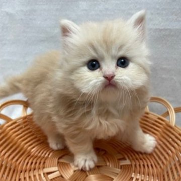 サイベリアン【岡山県・男の子・2025年3月6日・クリームタビー】の写真「５月３日まで受付中」
