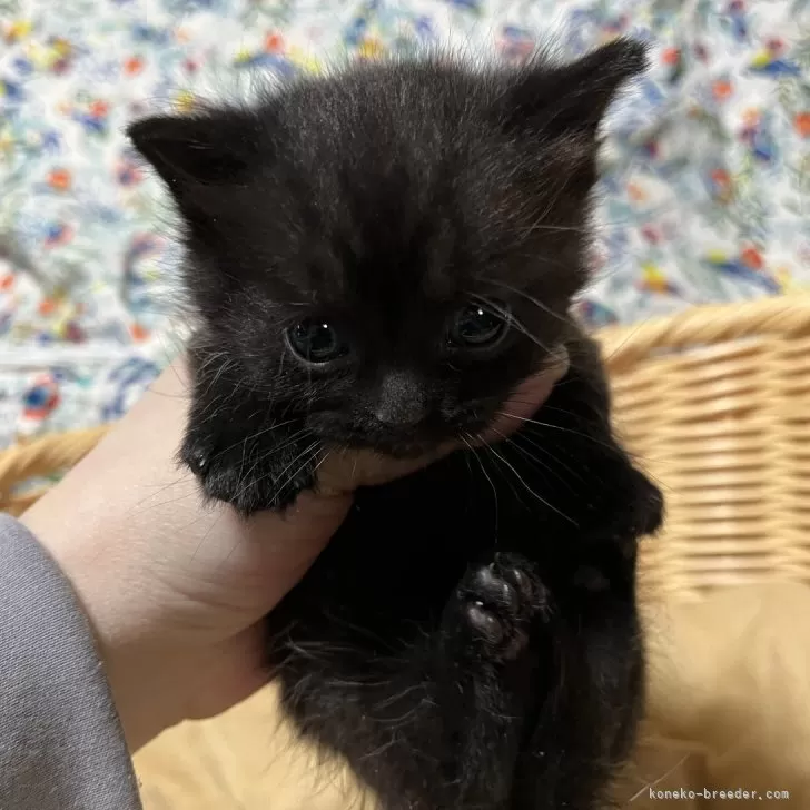 ID:2501-00590の子猫