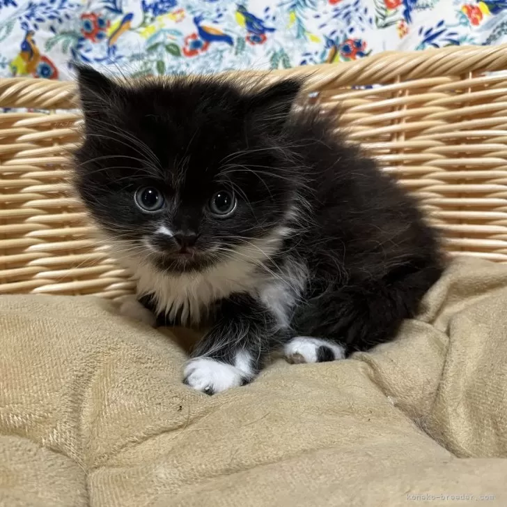 ID:2501-00588の子猫