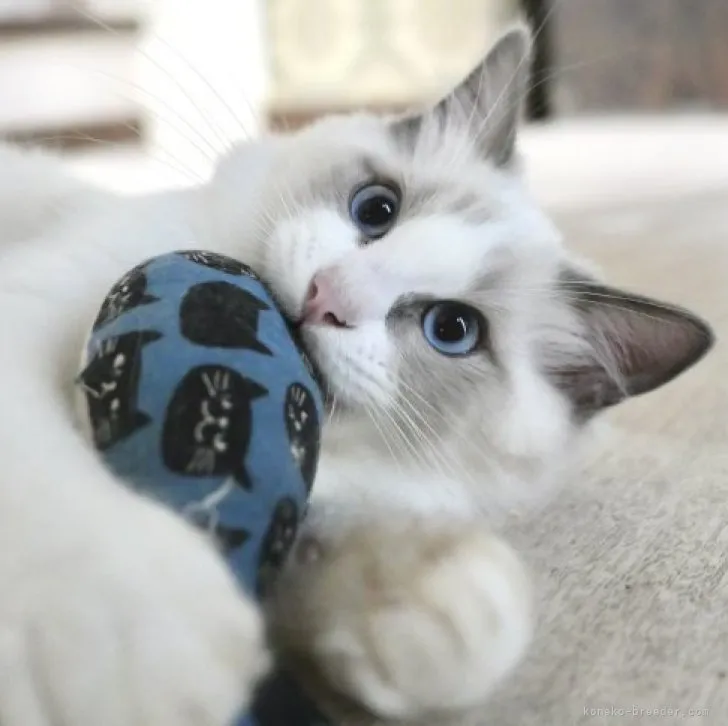 ID:2306-02887の子猫