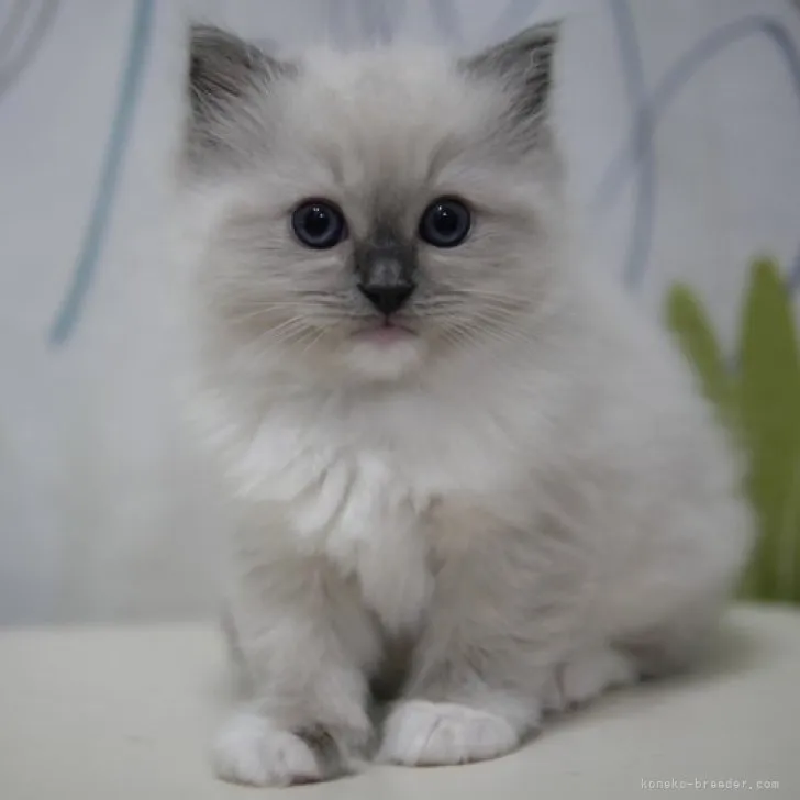 ID:2303-01942の子猫