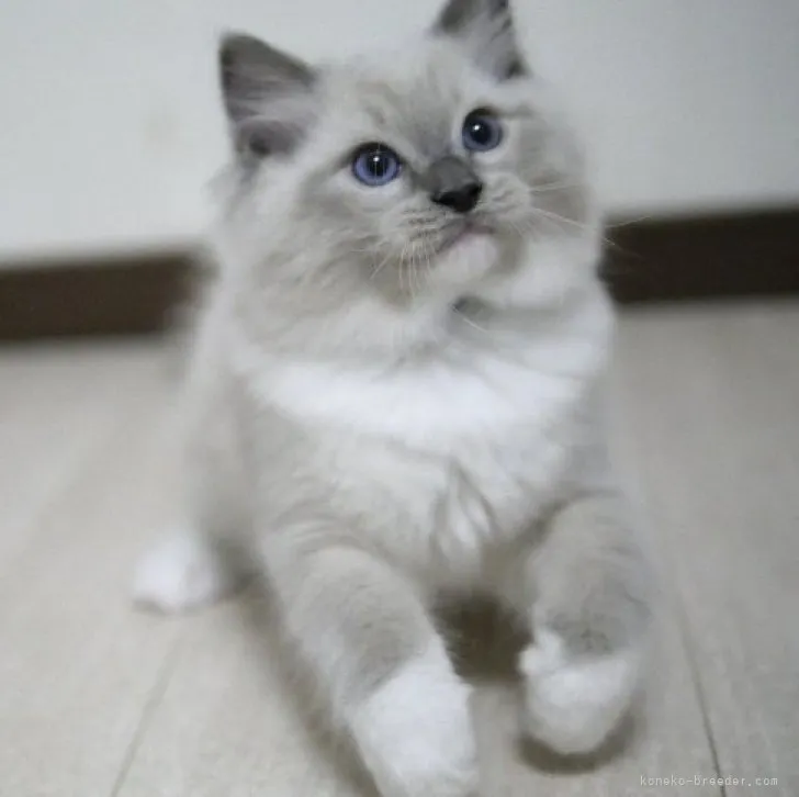 ID:2306-02890の子猫