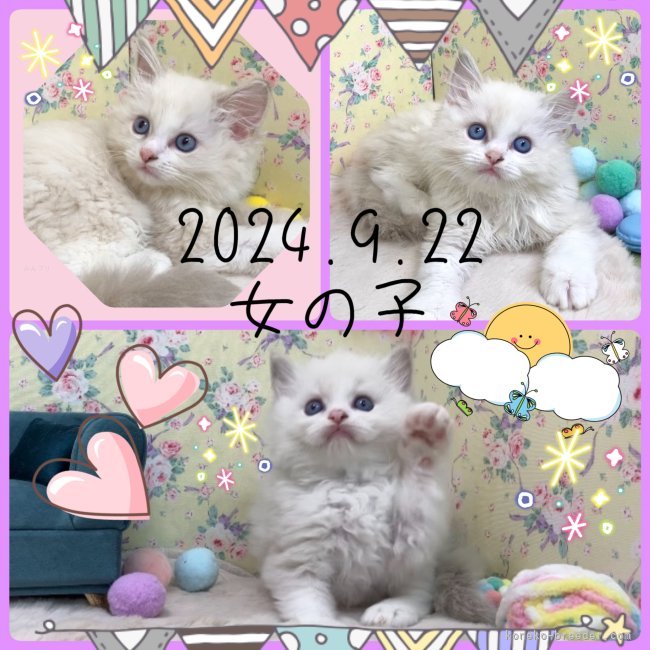 中瀬勇輝ブリーダーのブログ：💐NEW🐈KITTEN🐾💐