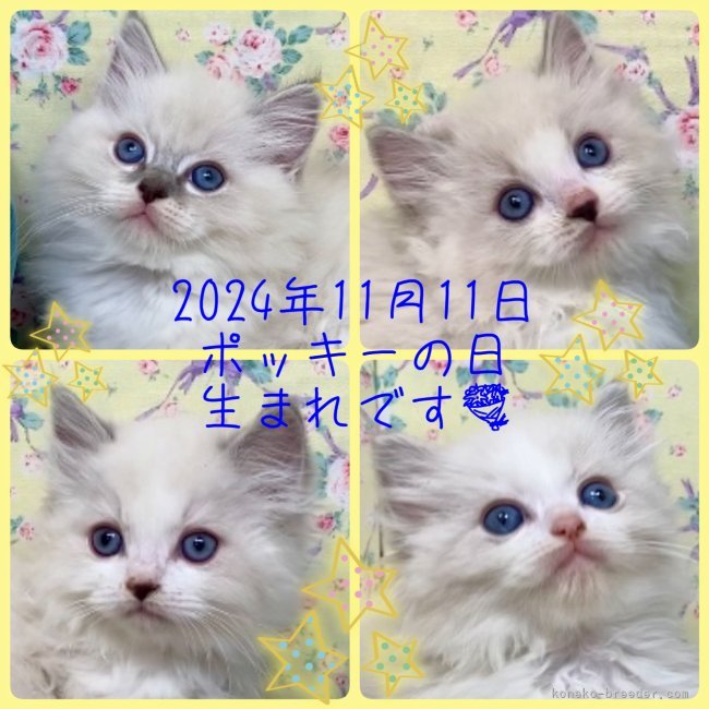 中瀬勇輝ブリーダーのブログ：🆕NEW🐈KITTENS🐱💐