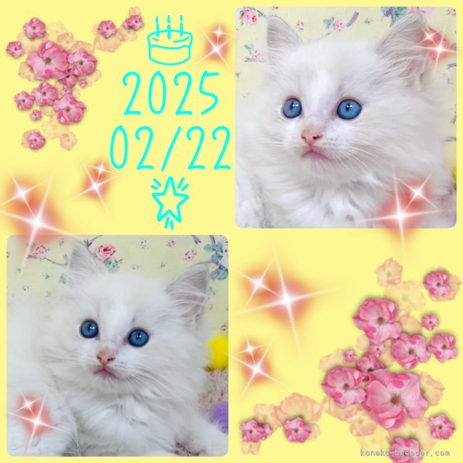 中瀬勇輝ブリーダーのブログ：🩵🌸仔猫ちゃん公開中🌸🩵