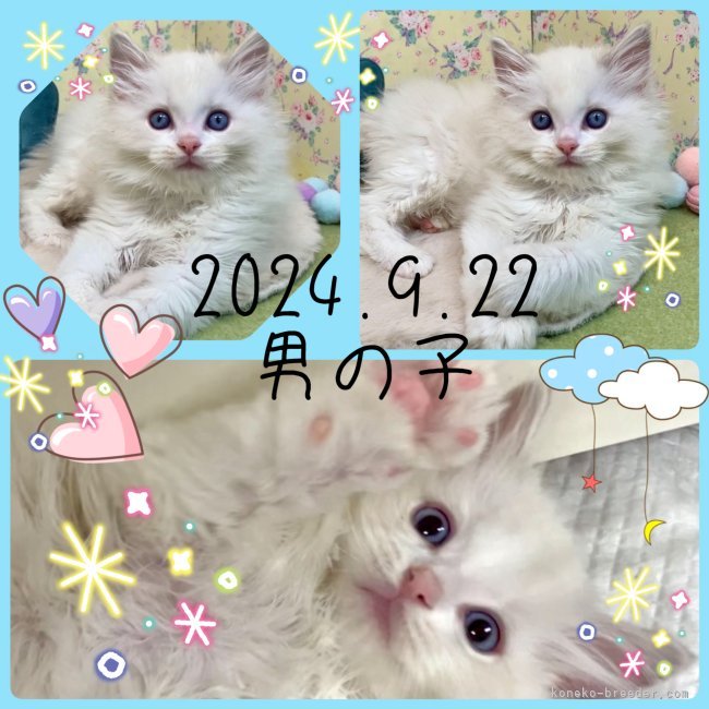 中瀬勇輝ブリーダーのブログ：💐NEW🐈KITTEN🐾💐