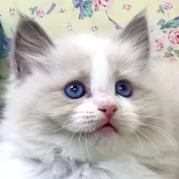 ID:2406-01773の子猫