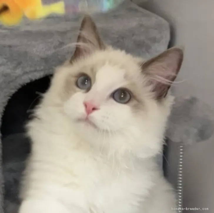 ID:2301-00534の子猫