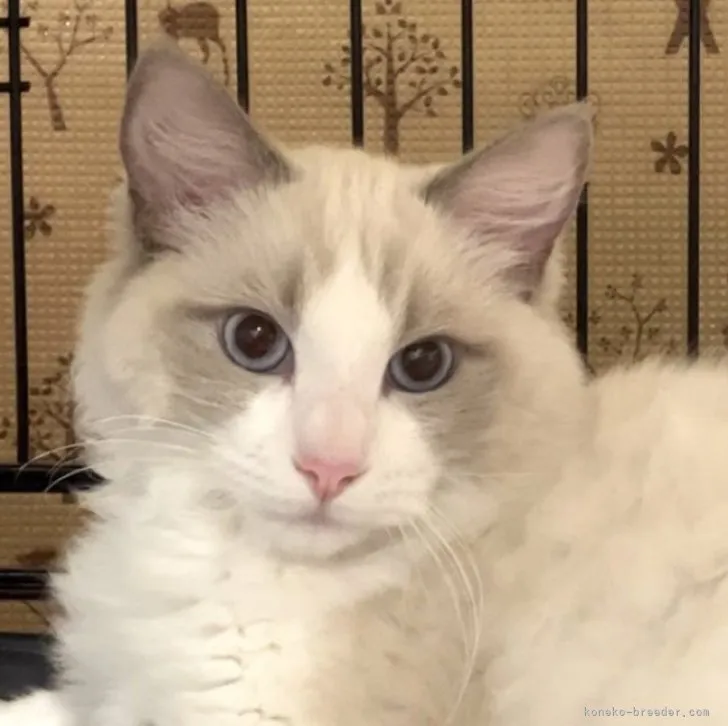 ID:2306-00001の子猫