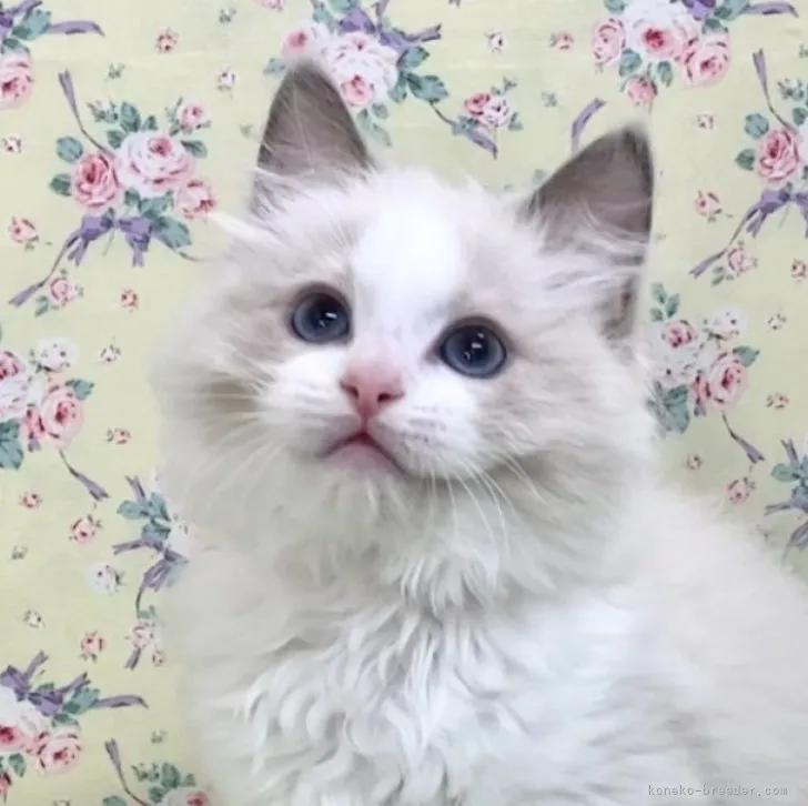 ID:2306-00888の子猫
