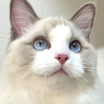 ラグドールの子猫を探す｜ブリーダー直販の子猫販売【みんなの子猫