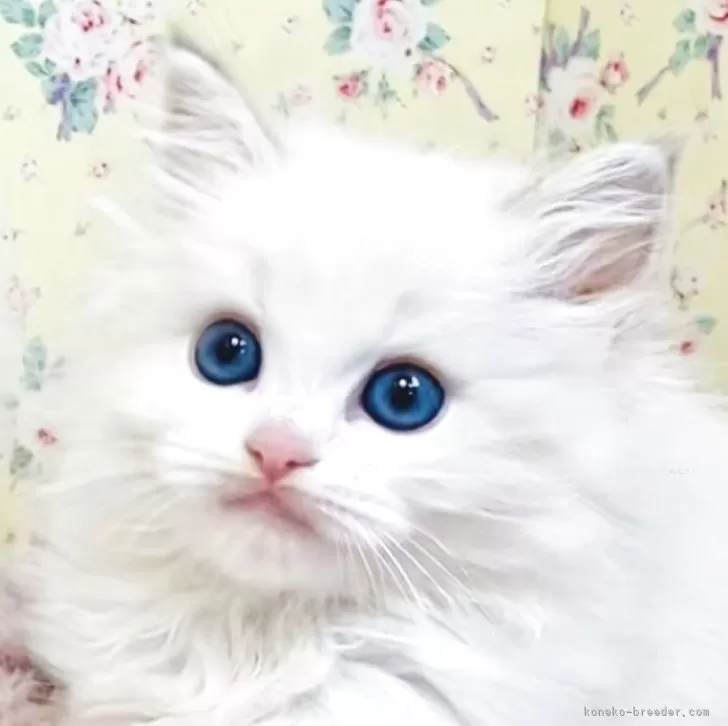 ID:2504-02165の子猫