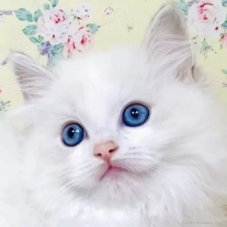 ID:2504-01108の子猫