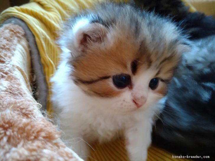 可愛い子猫を是非見に来てください♥｜伊藤　美知子(いとう　みちこ)ブリーダー(福島県・ミヌエットなど・ICC登録)の紹介写真2