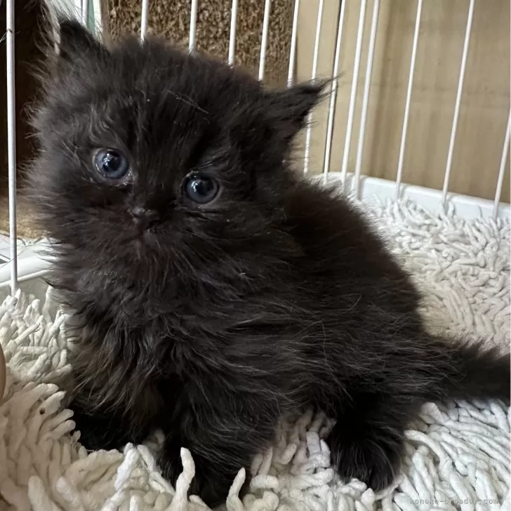 ID:2406-01045の子猫