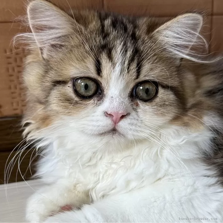 ID:2404-03248の子猫