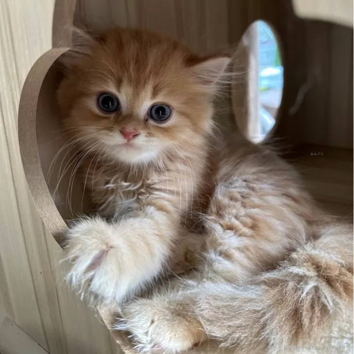 ID:2409-01214の子猫