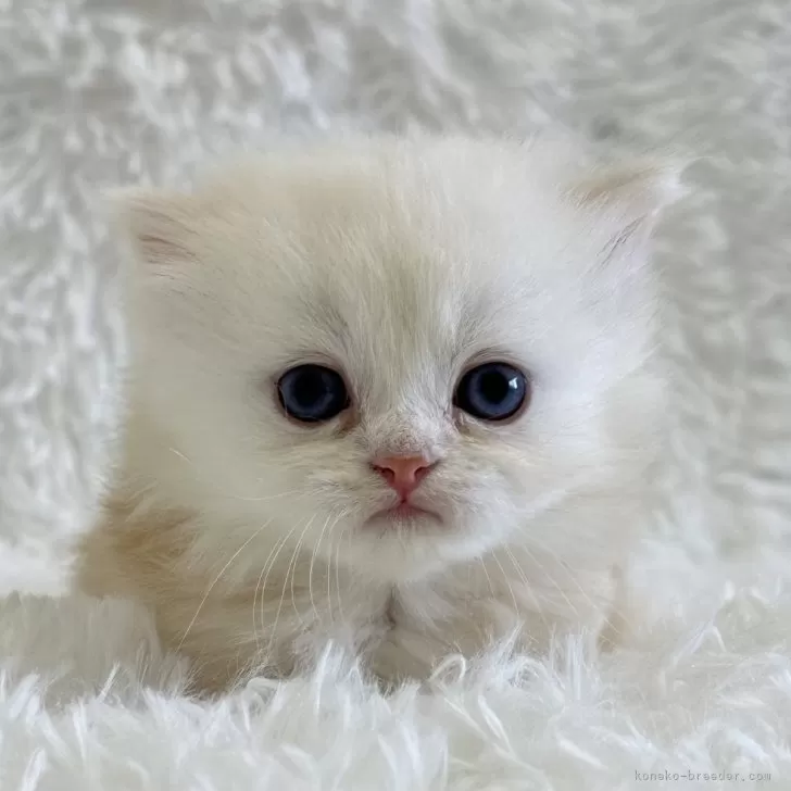 ID:2410-02277の子猫