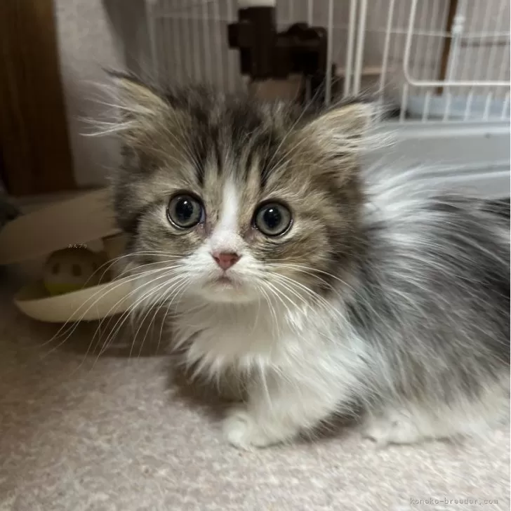 ID:2410-01756の子猫